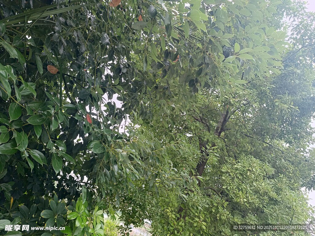 茂密绿意盎然的树林景观
