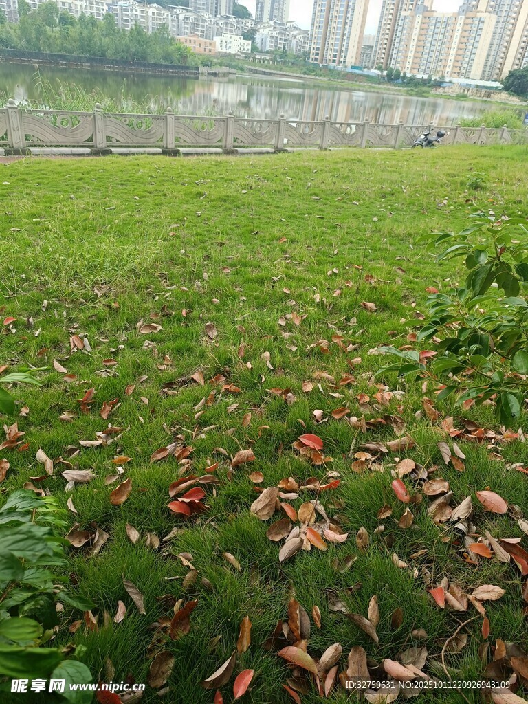 草地落叶景