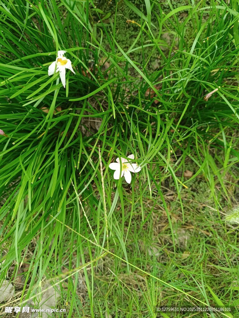 草地上的白色小花