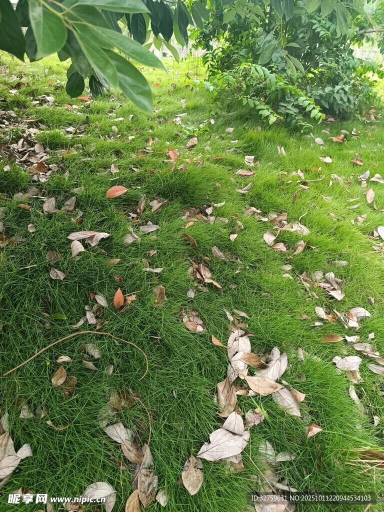 林间草地散落枯叶景象