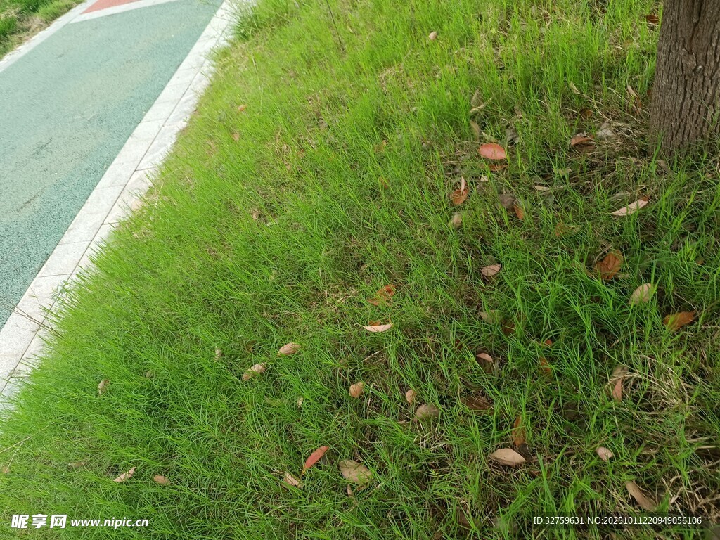 路边翠绿草地近景