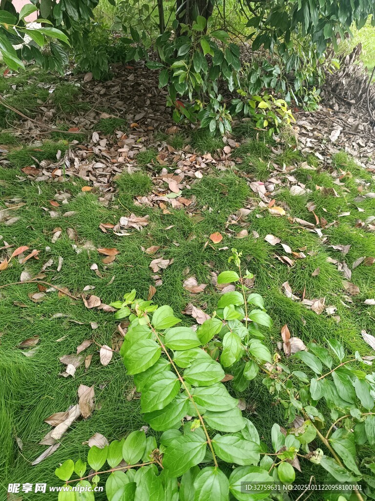 林间草地蕨类与落叶景象