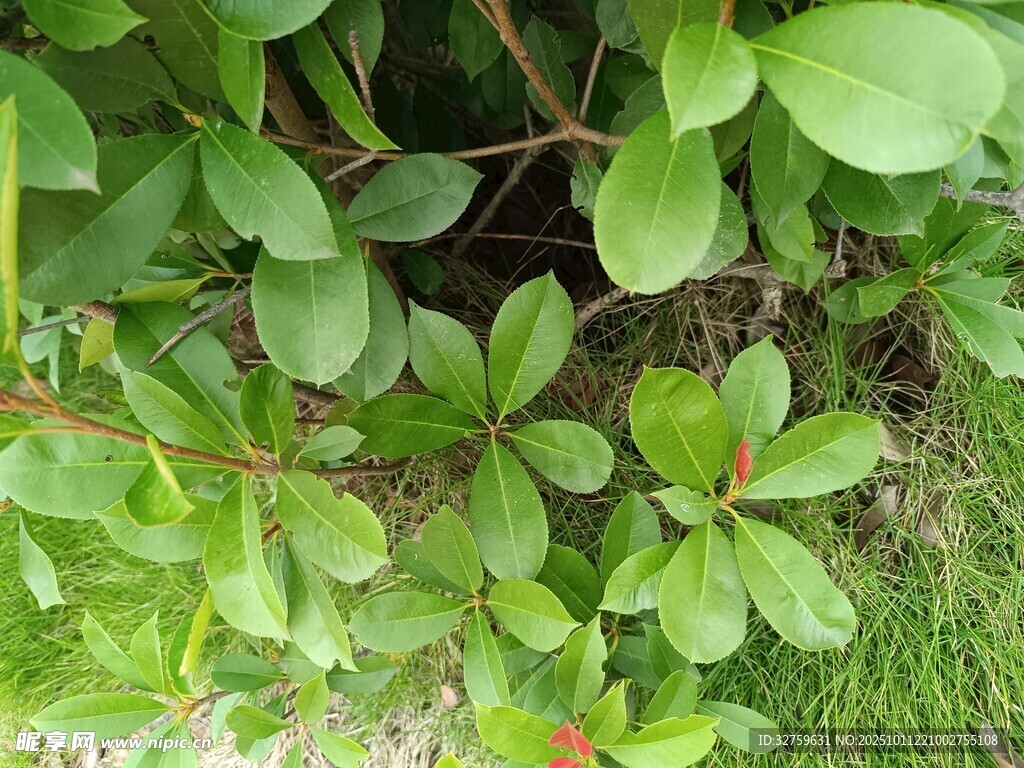 翠绿叶片的生机植物