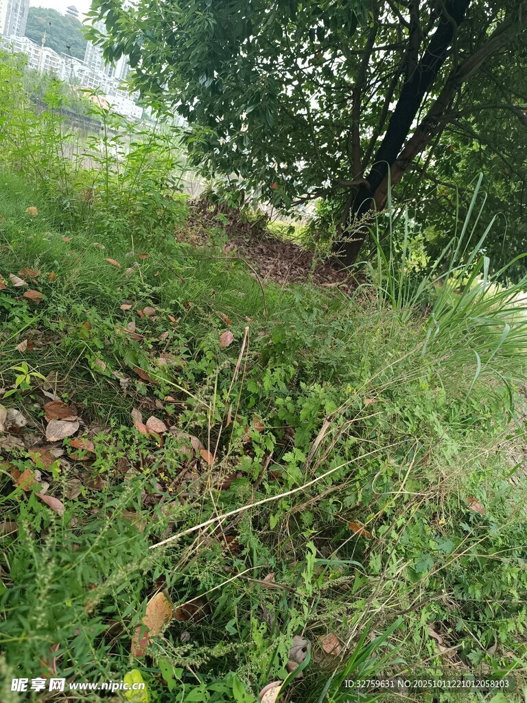 野外草地与树木景象