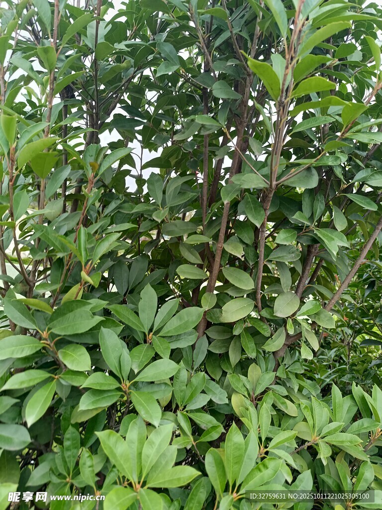 繁茂绿叶植物景观