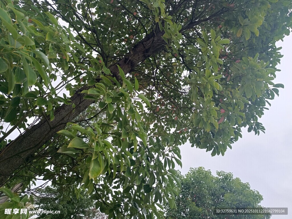 仰视繁茂绿树树冠景象