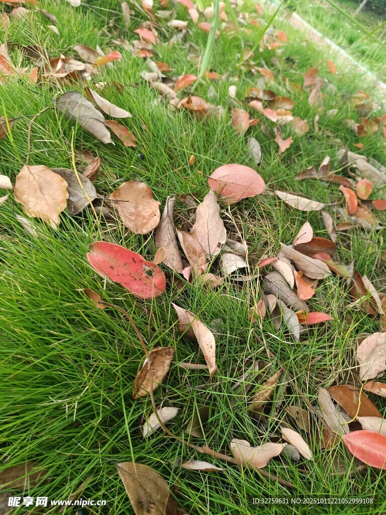草地上的缤纷落叶