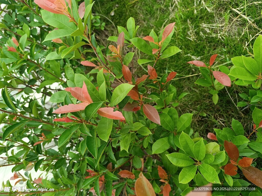 红绿相间的多彩植物枝叶