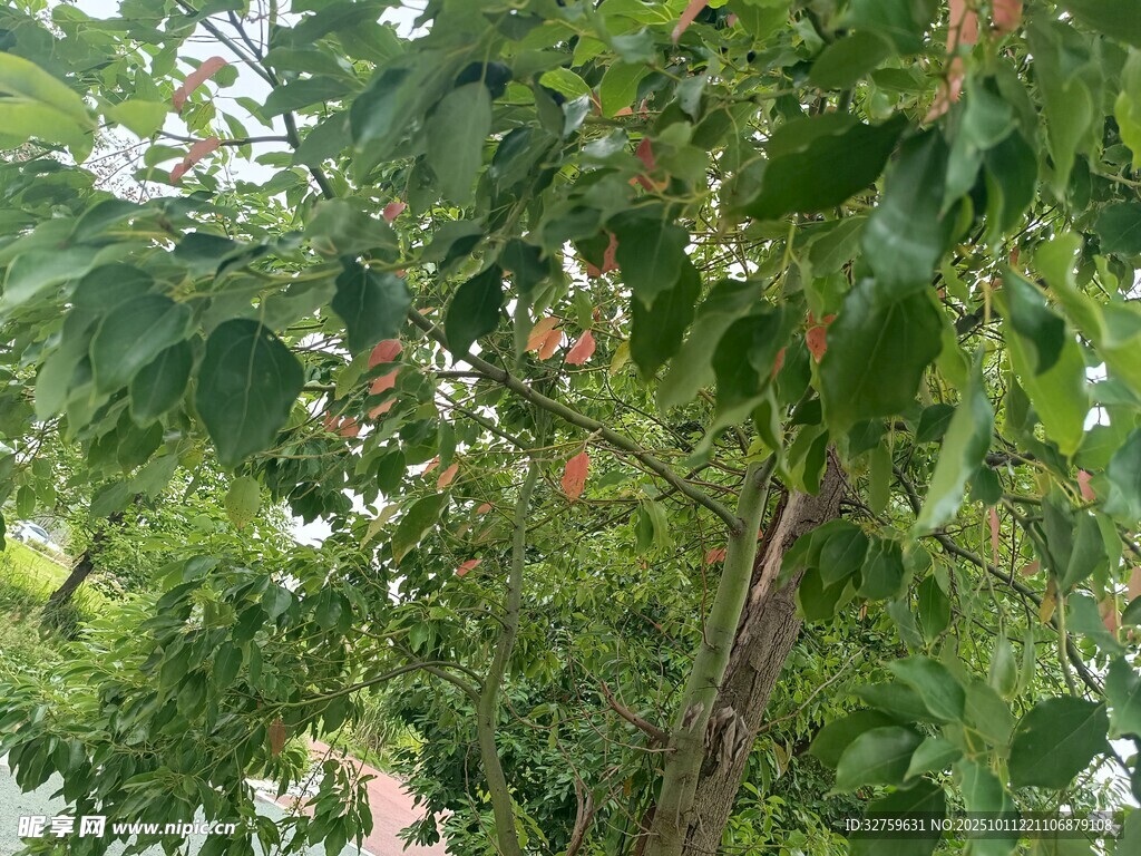 绿叶繁花的繁茂树木