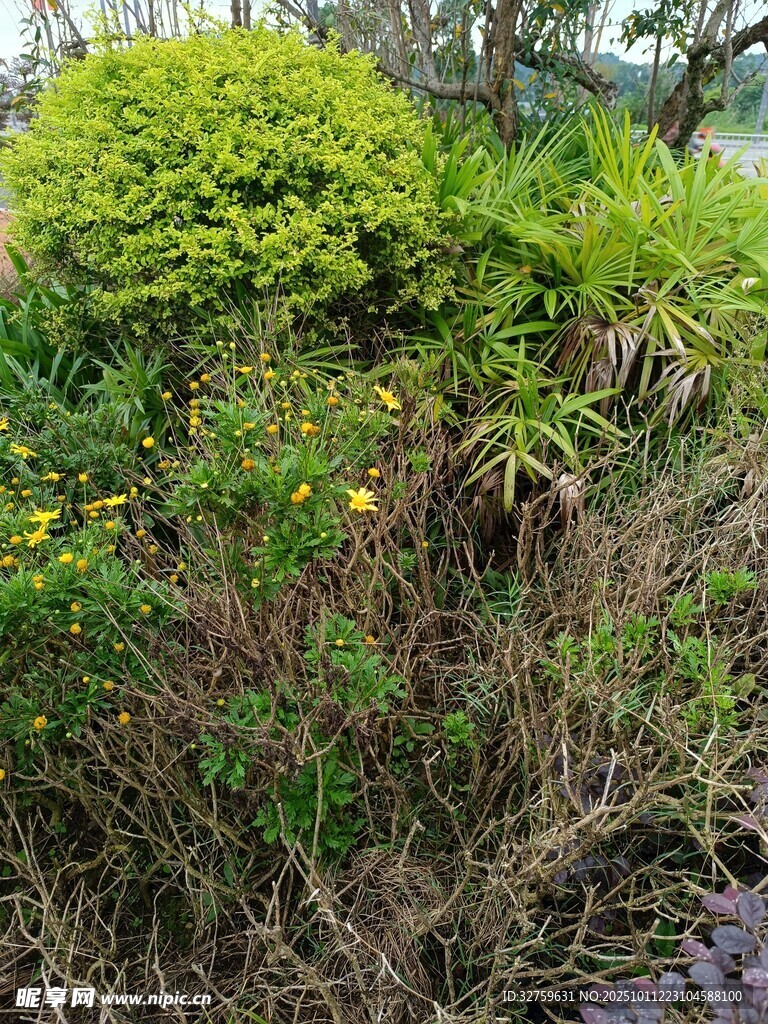 繁茂绿植景观