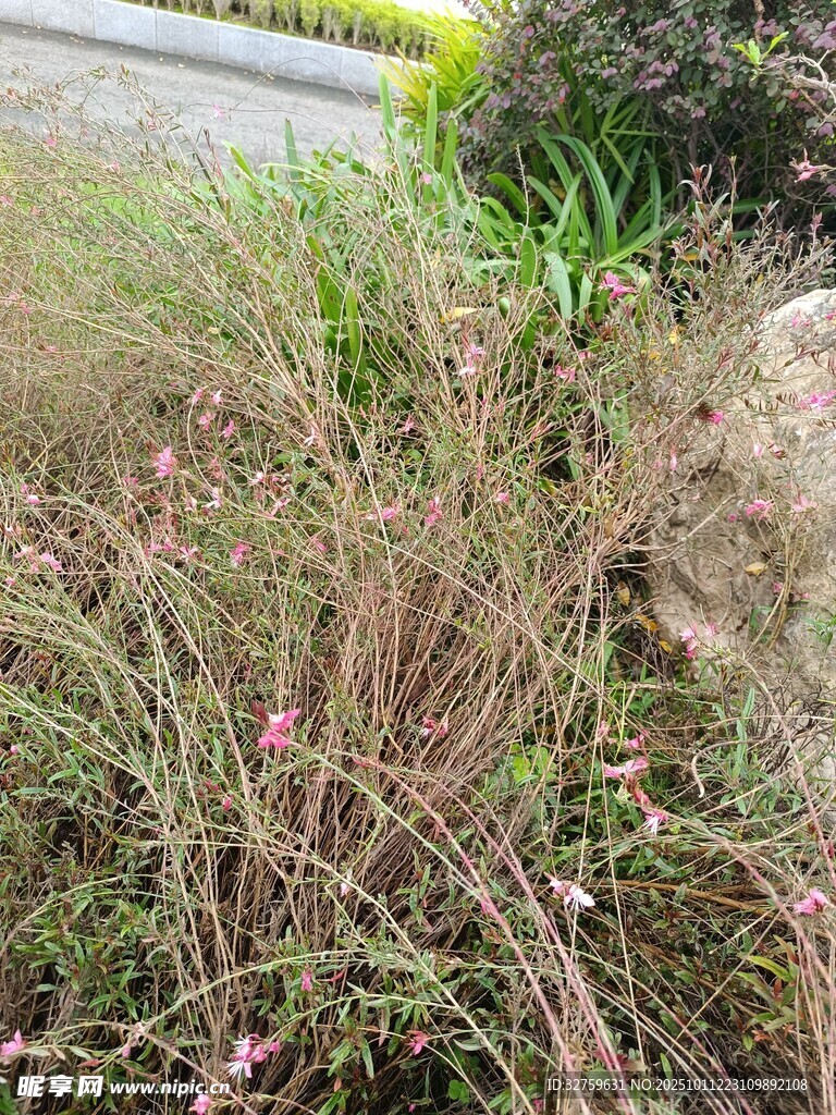 野外丛生的多彩花草