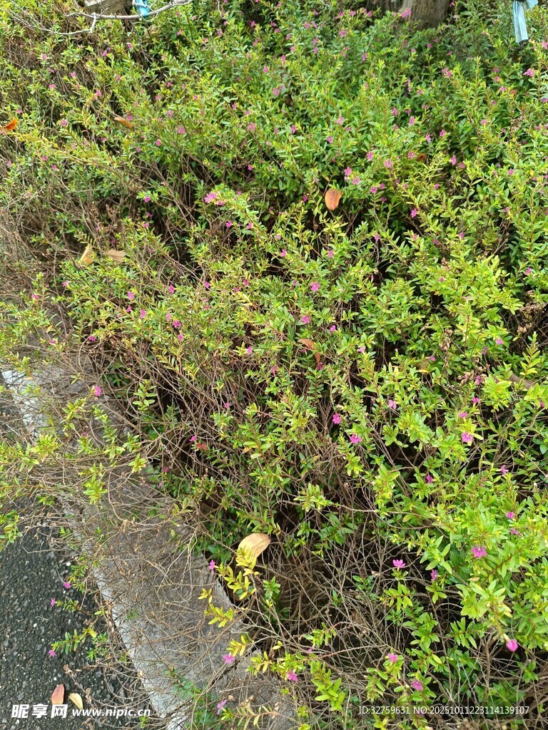 路边繁茂的绿色植物