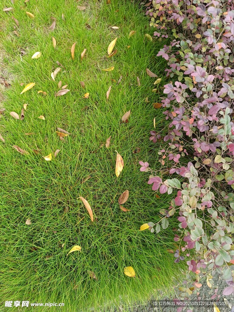 绿草与紫花相伴的景致