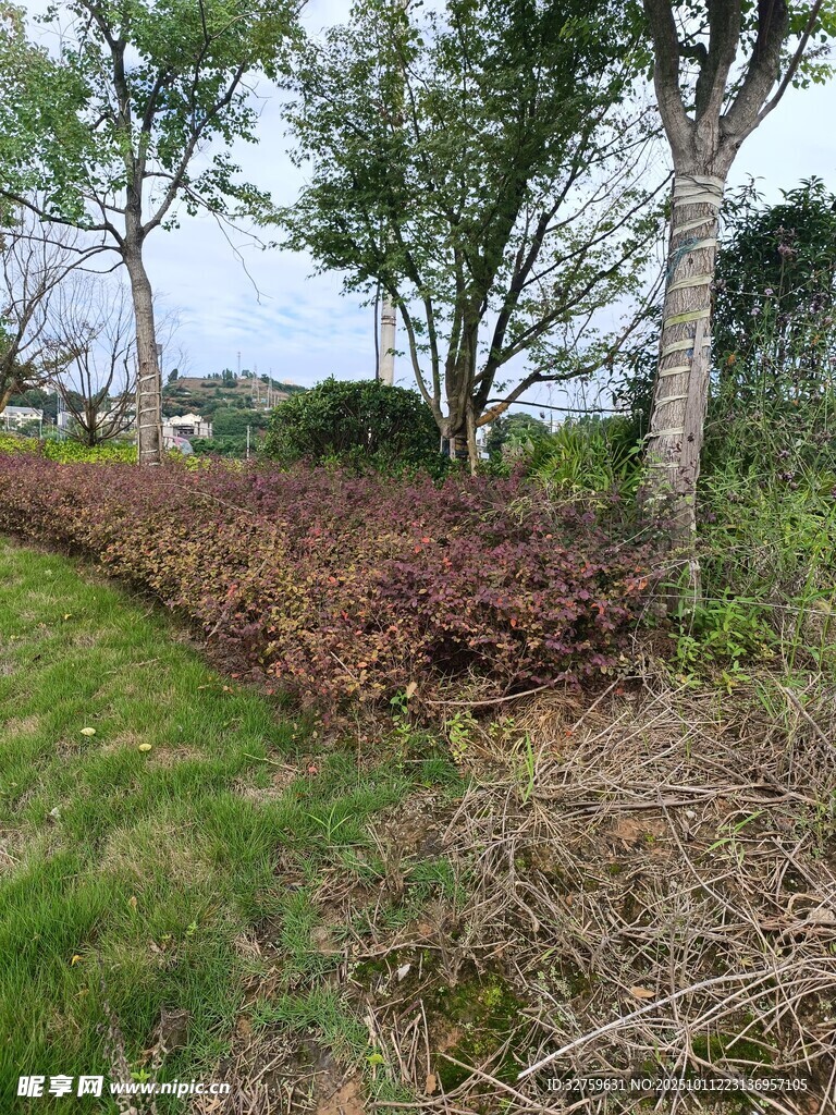 田野中待耕的土地与树木
