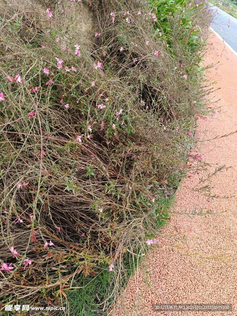 路边杂乱丛生的带花植物