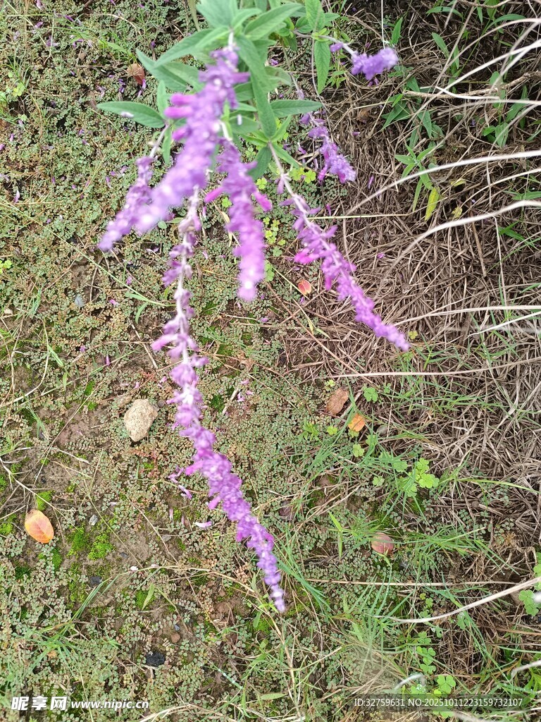 紫色穗状野花绽放于草地