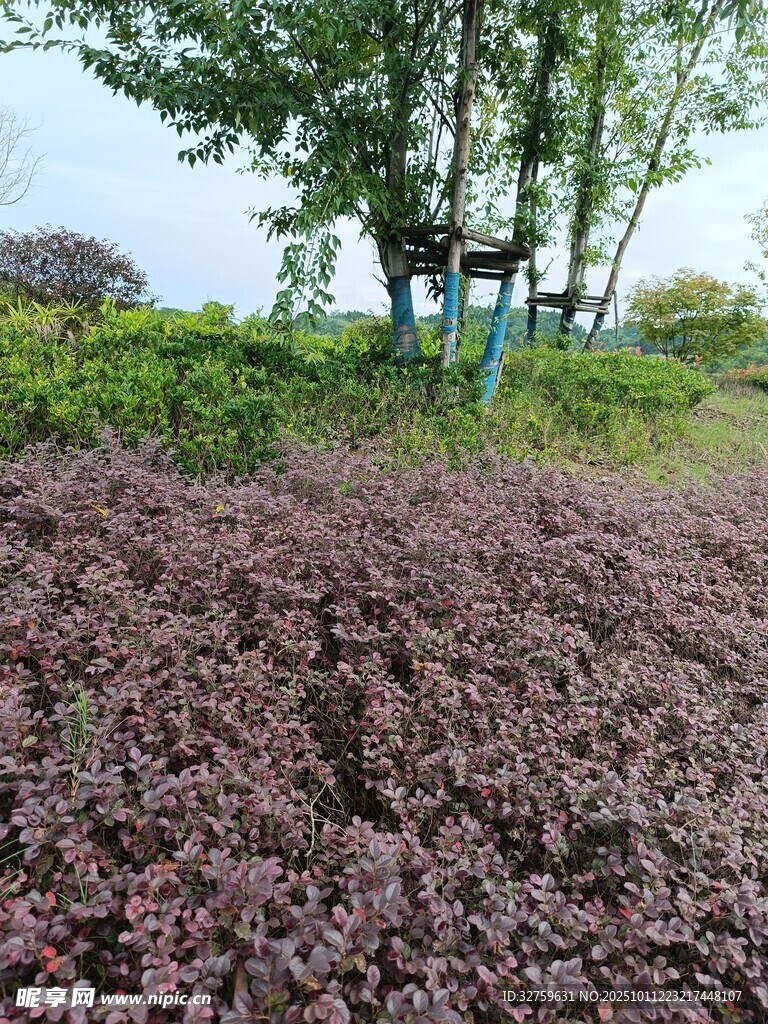 紫色花丛与远处的凉亭