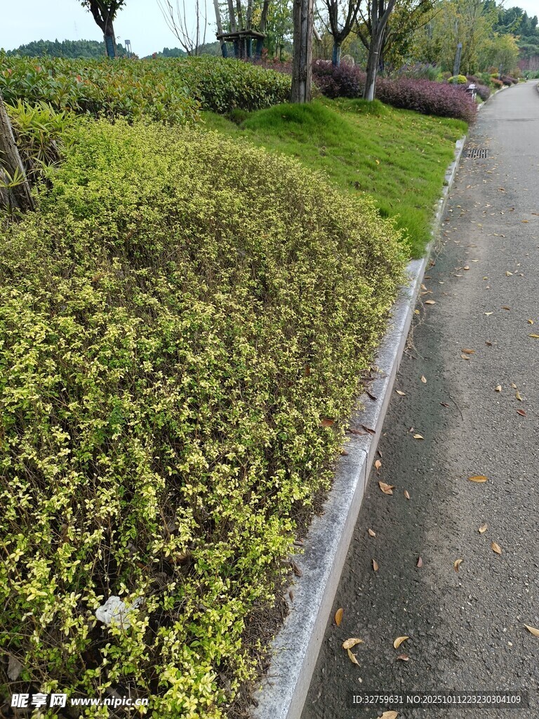 路边绿植景观