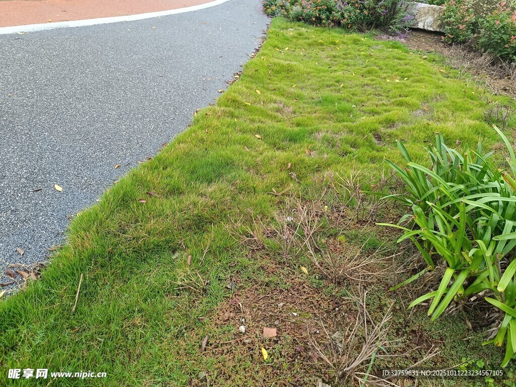 路边翠绿草地与绿植