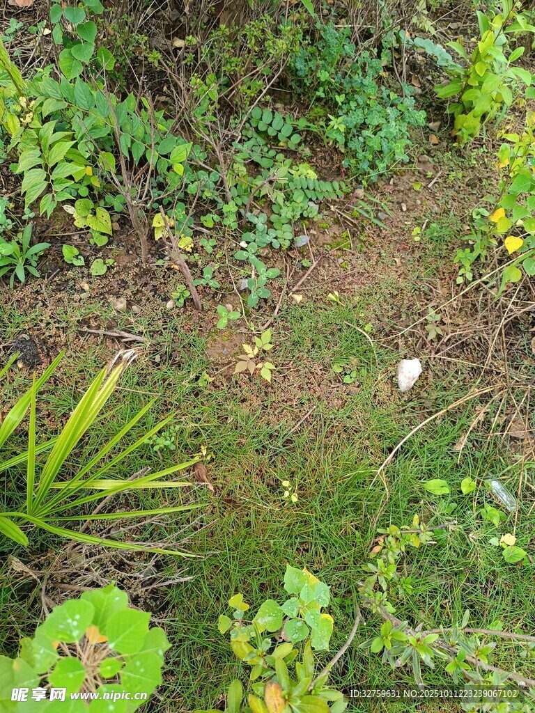 地面上的多样绿色植物