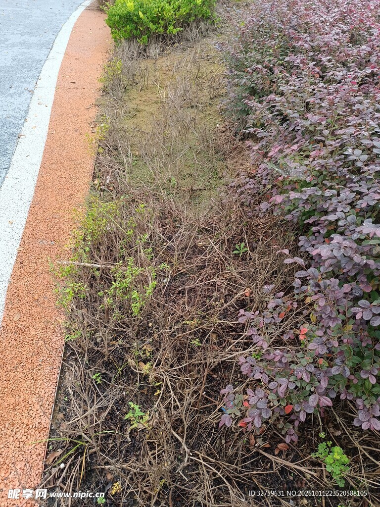 路边多彩植物景观