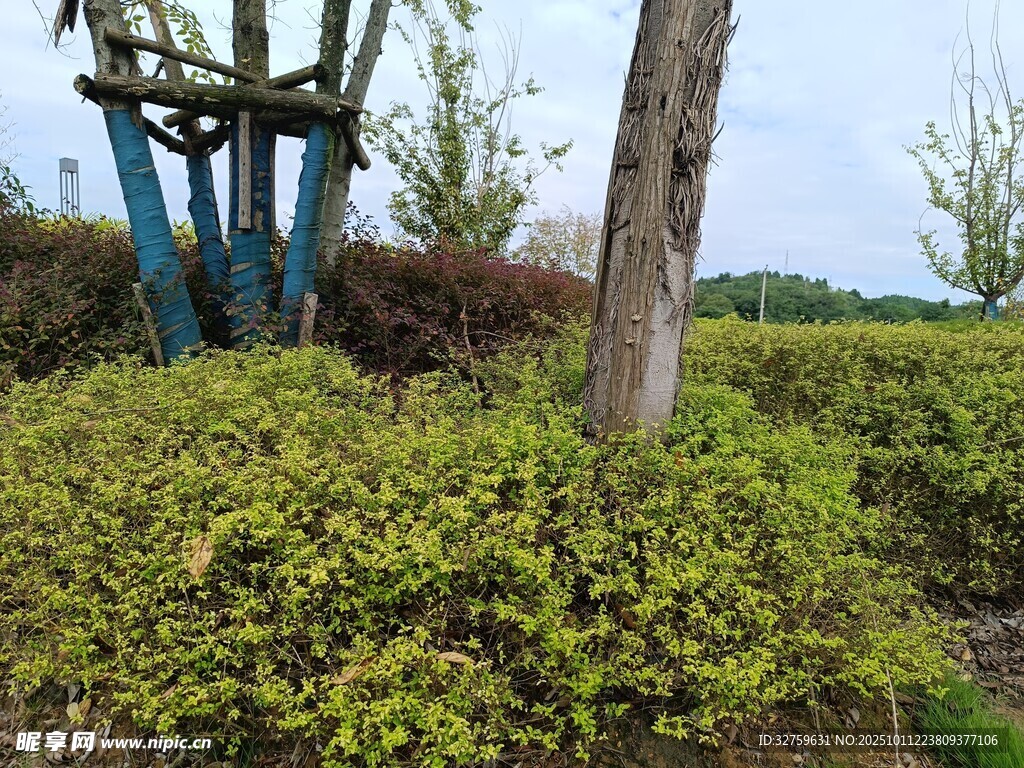 园林中的绿植与树木