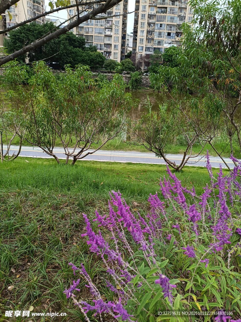 城市绿地中的紫色花卉景观