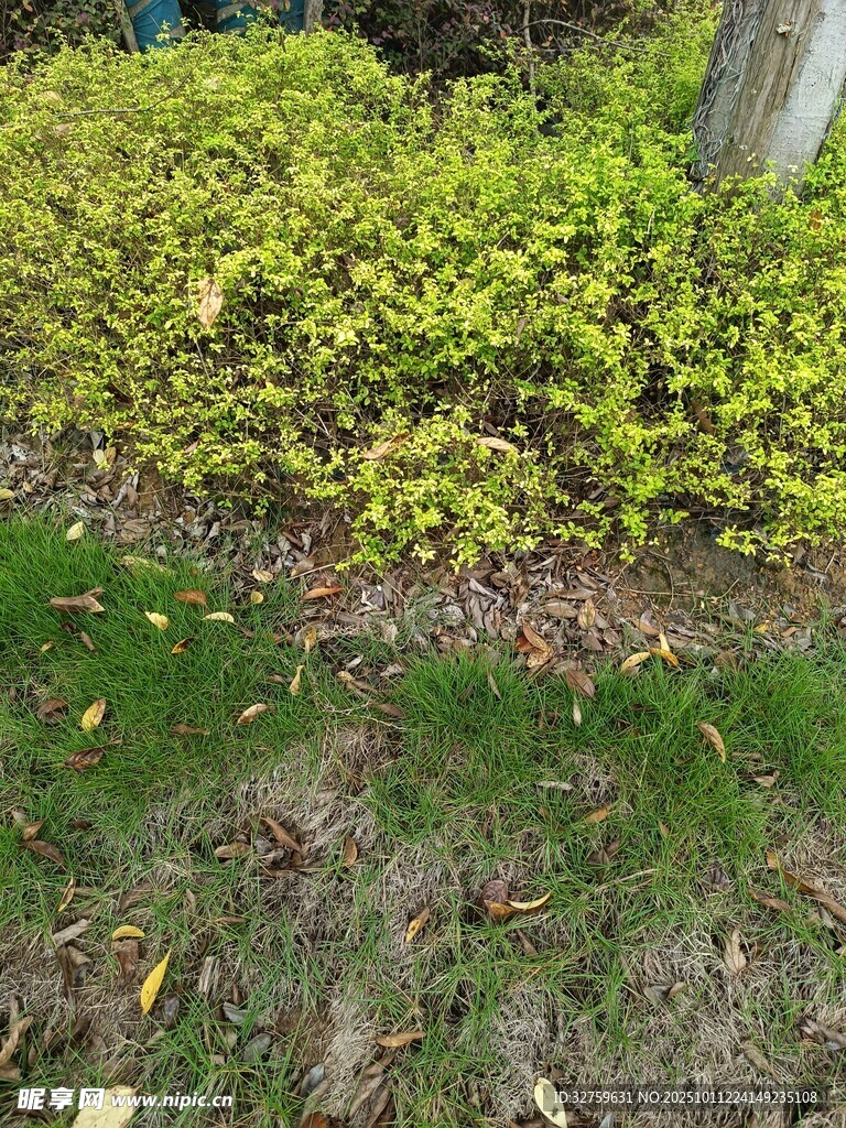 绿叶灌木景观