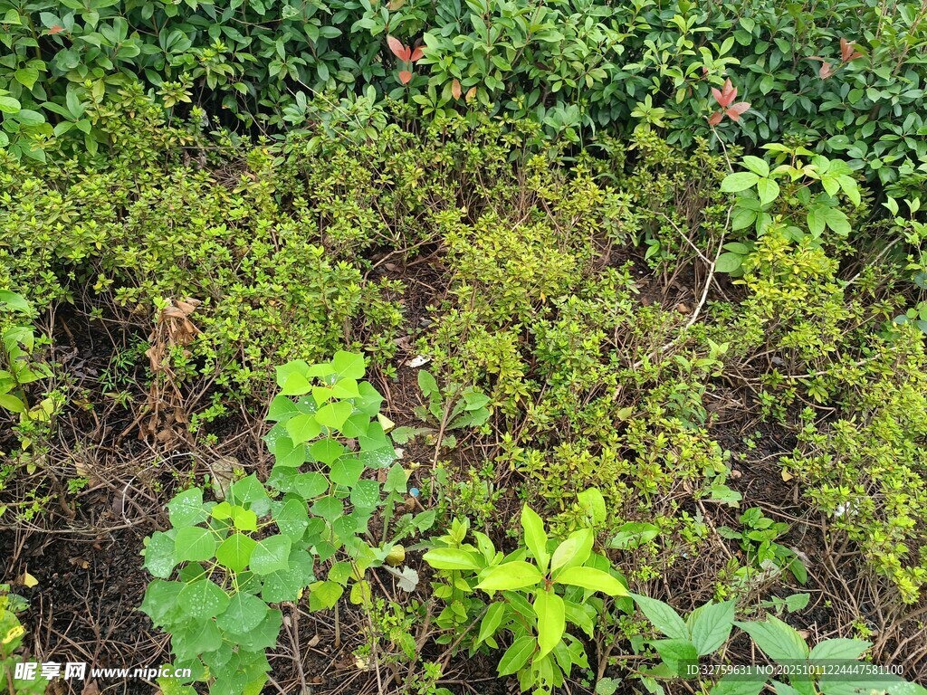 野外繁茂绿植景象