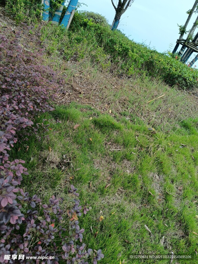 山坡上的多彩植被景观