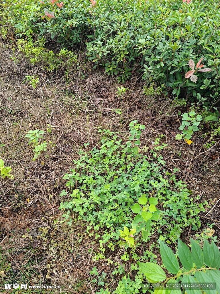 野外绿植丛生的自然景象