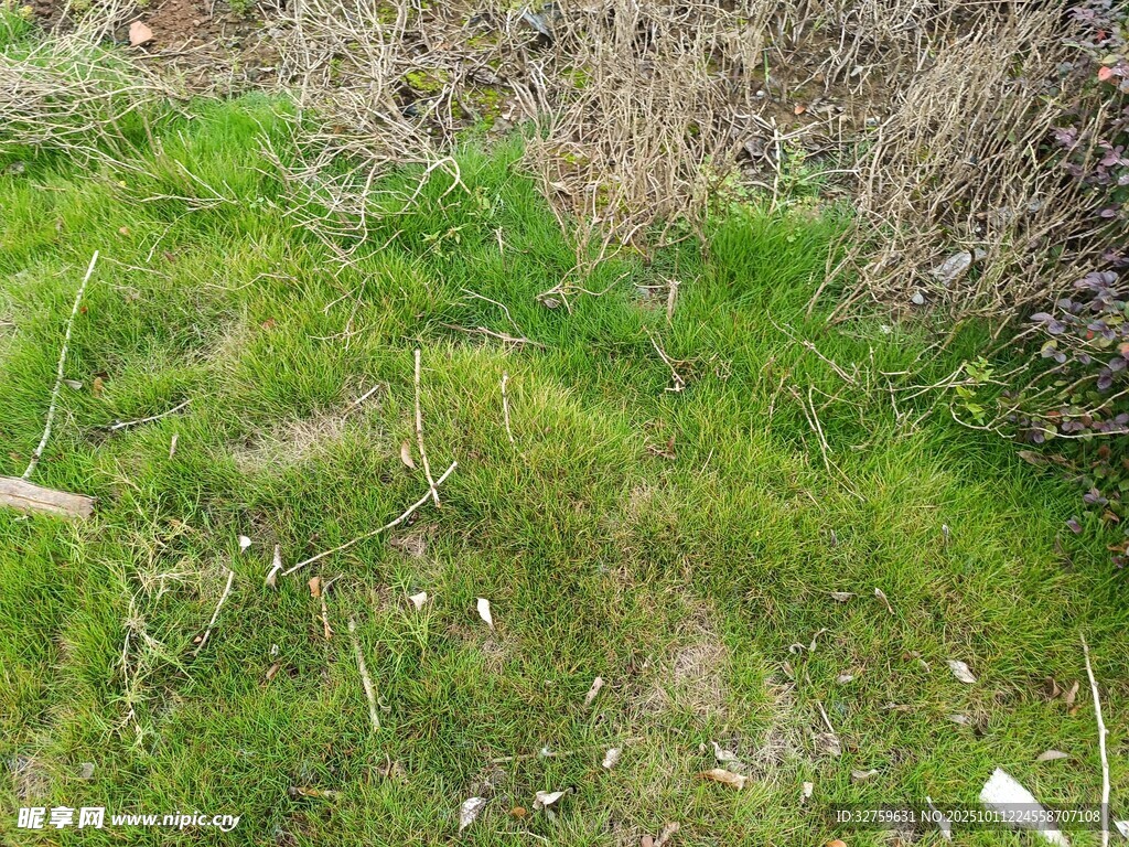 翠绿草地