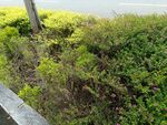 路边绿植景观