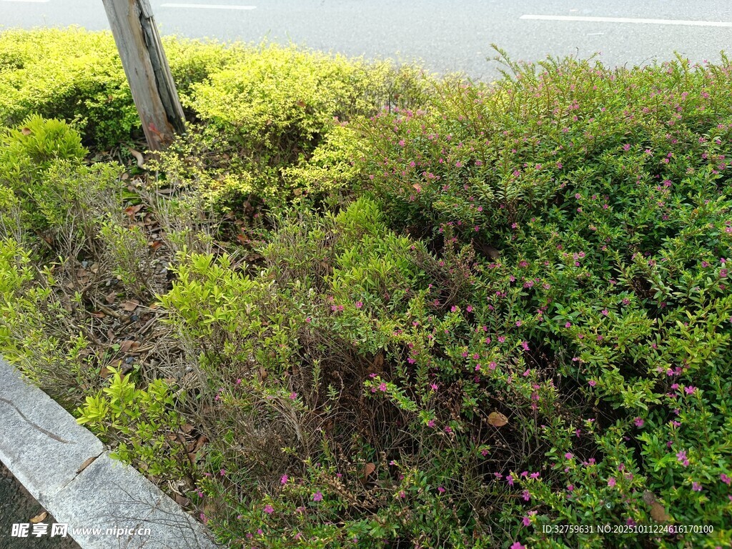 路边绿植景观
