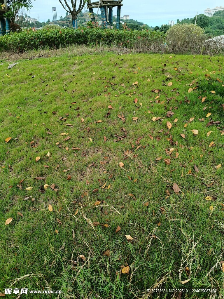 户外草地风景
