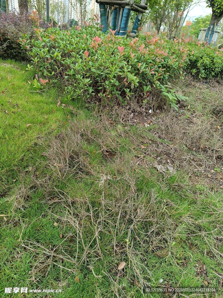 花园中杂乱的绿植景观