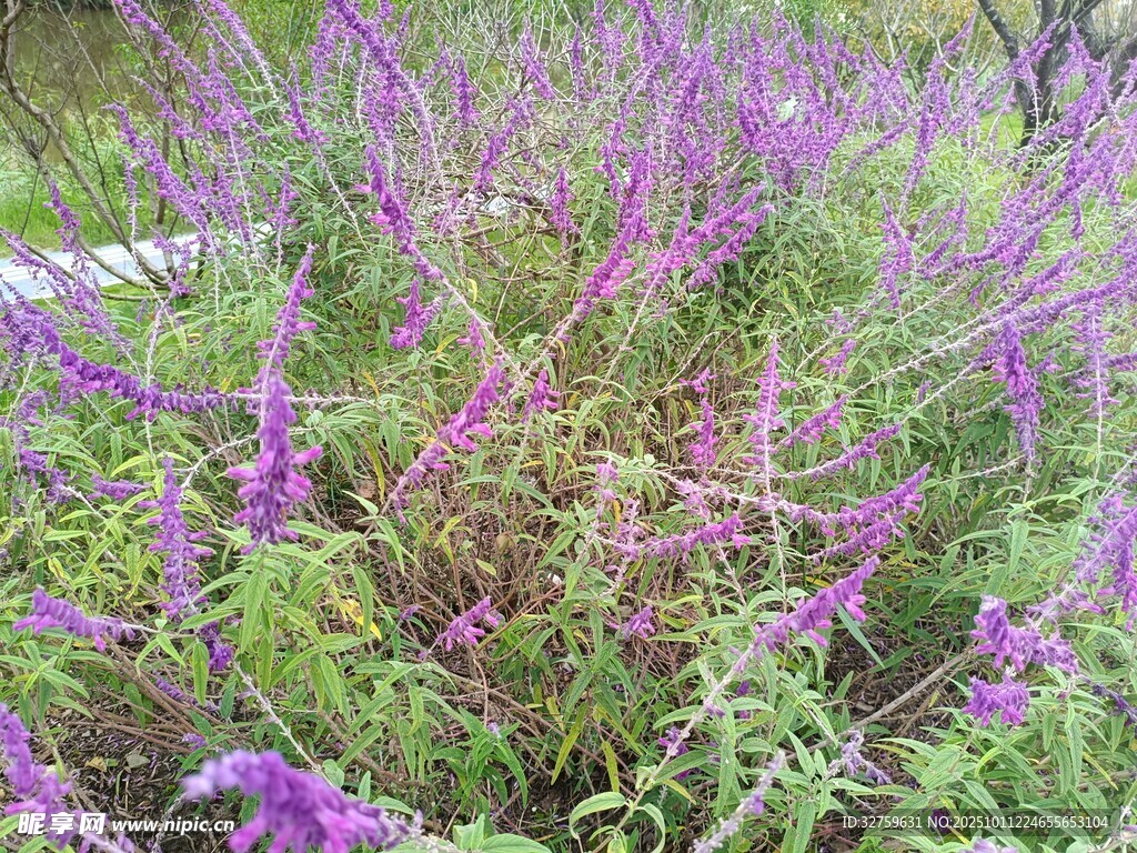 紫色花丛绽放自然之美