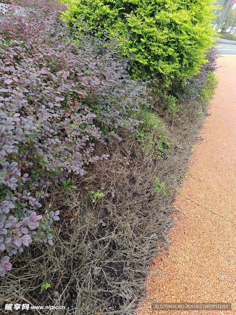 绿植环绕的小径