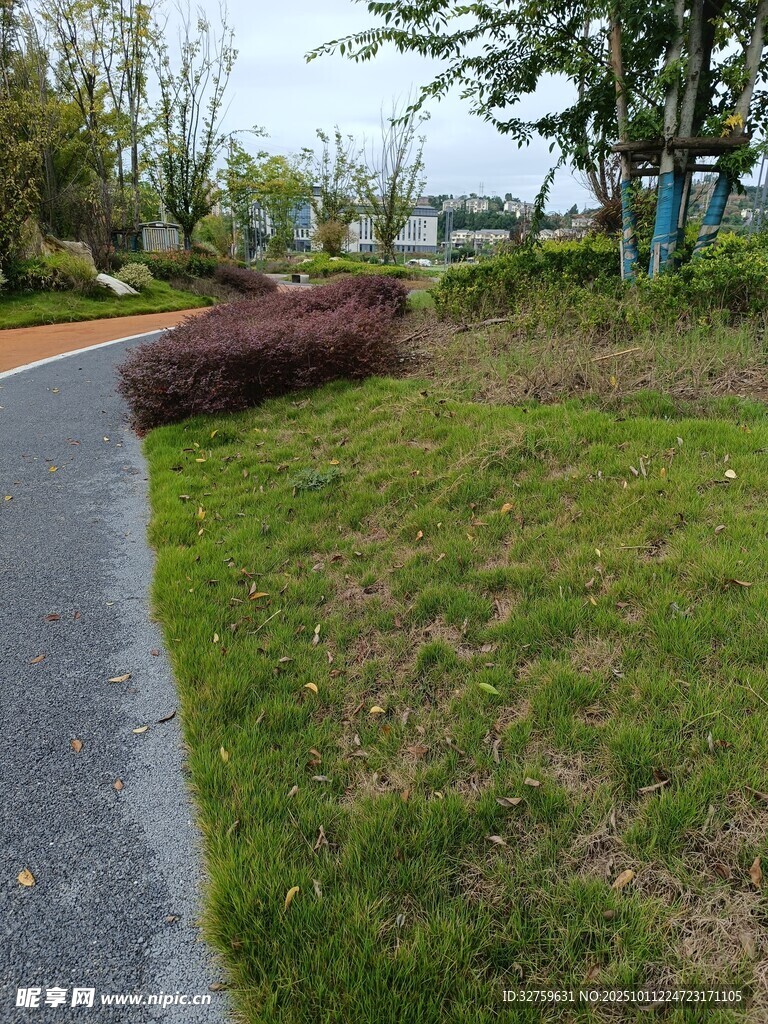 路边倒伏的绿植