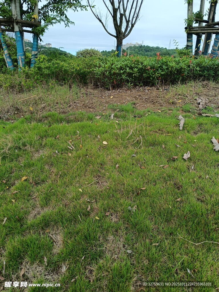 草地间觅食的鸟儿