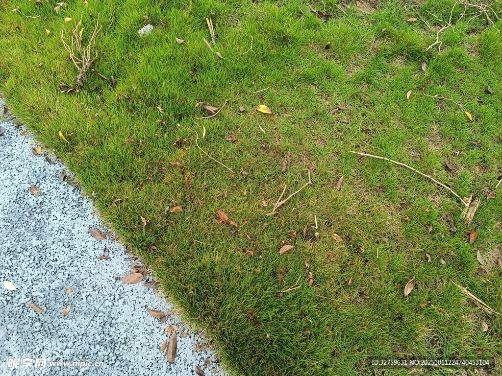 路边翠绿草地