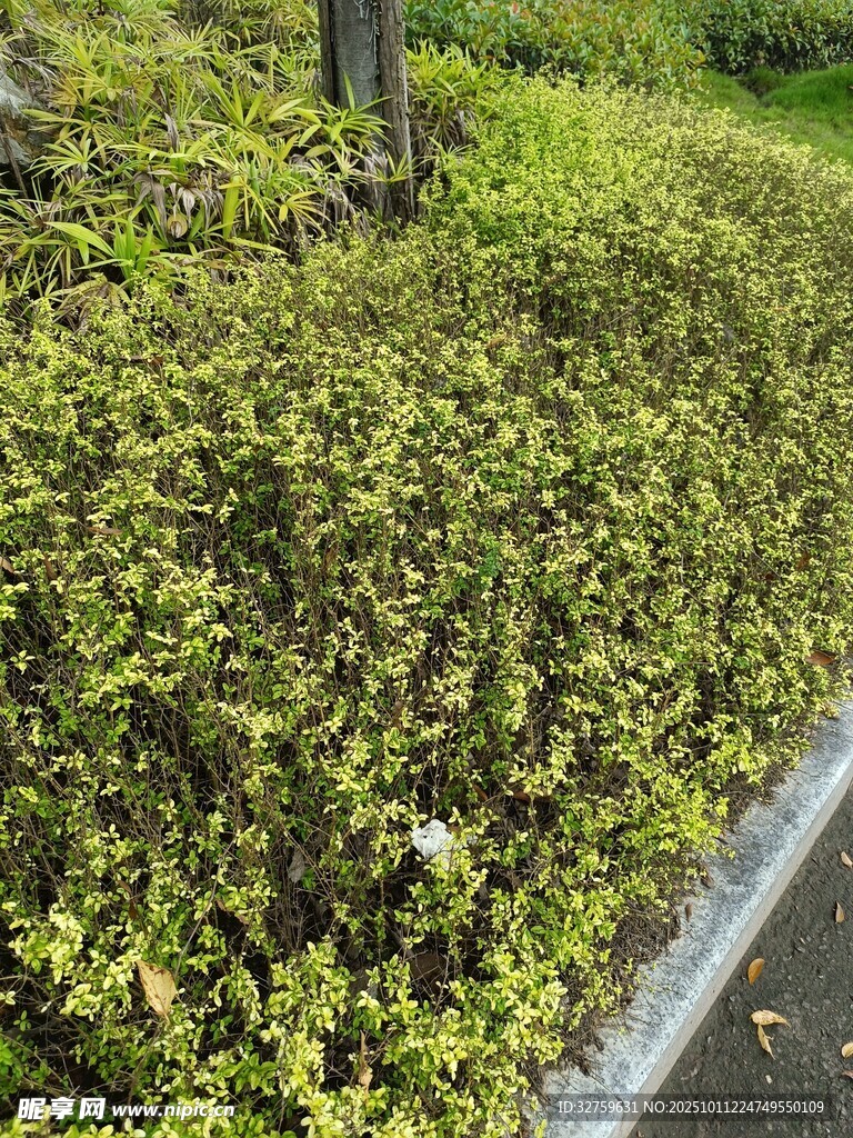 路边翠绿繁茂的灌木丛