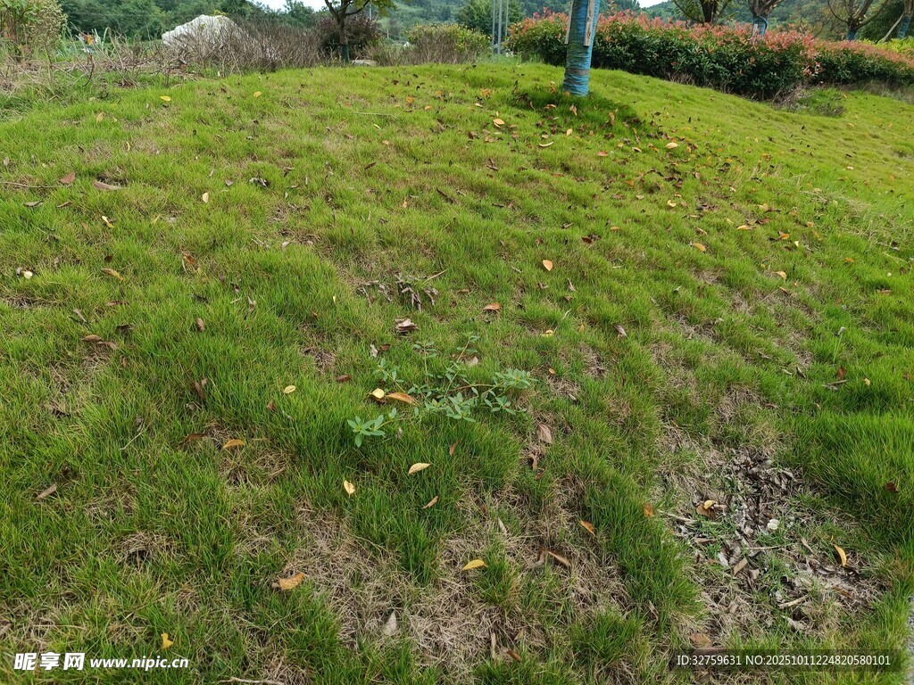 绿草如茵的户外小山坡