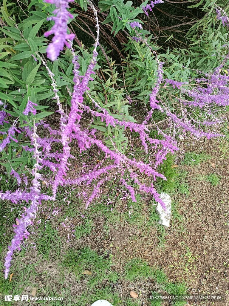 紫色穗状花卉特写