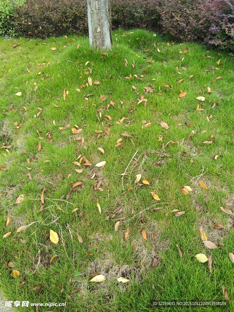 草地落叶景象