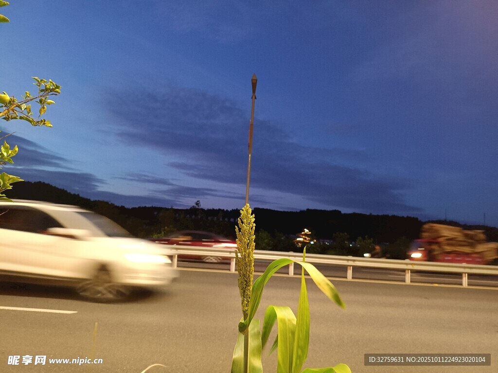 夜幕下公路旁的植物与车辆