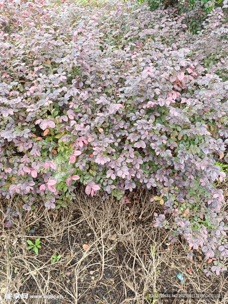 野外繁茂的紫色花卉植物