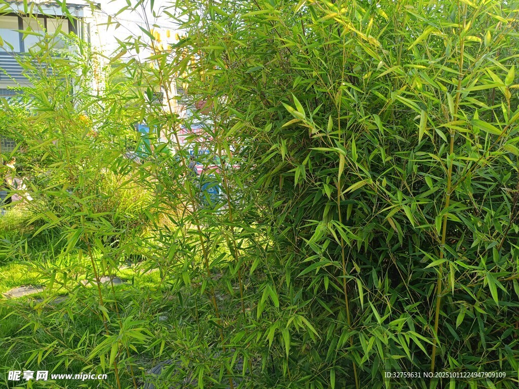 翠绿竹林旁的清新景致