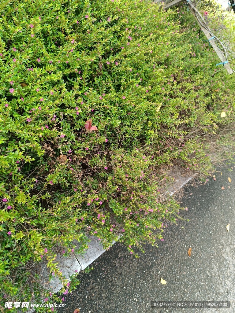 路边翠绿繁茂的灌木丛