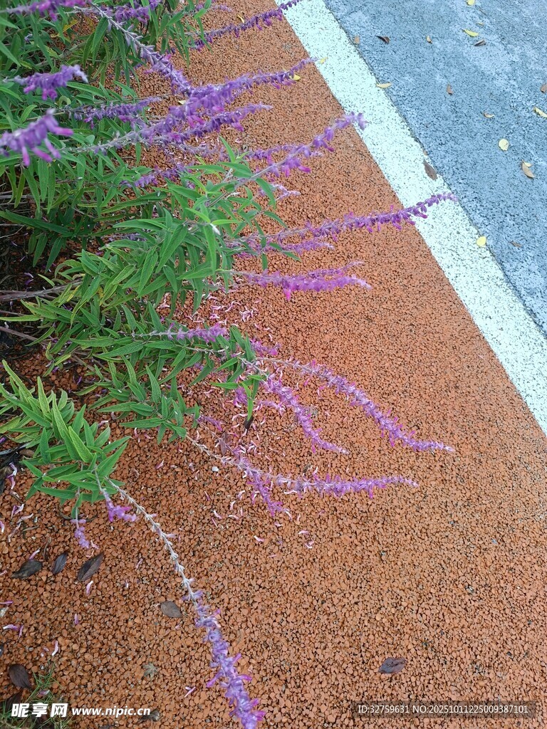 路边紫色垂挂植物景观